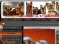 Pui de Shih Tzu si Yorkshire Terrier din canisa proprie - www.minidog.ro